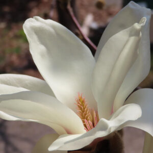 モクレンの春花を撮影した花写真