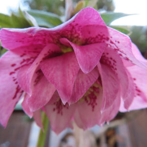 ピンクの花弁に赤い斑点が浮かぶクリスマスローズのアップ写真