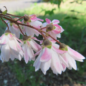 下向きに咲く淡紅色と白のサラサウツギの花房写真