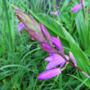 開花前のシランのつぼみが伸びる様子を撮影した写真