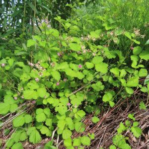 野原に広がるナワシロイチゴの群生全体写真