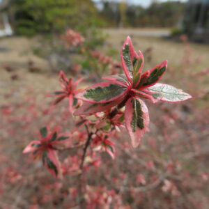 公園の一角で生い茂るアベリアの枝と色鮮やかな葉の写真