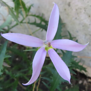 薄紫色の6枚花弁を広げたイソトマの花を真上から撮影した写真
