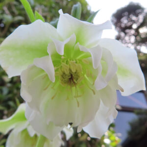 花芯が鮮明に写る白と淡緑色のクリスマスローズの接写写真