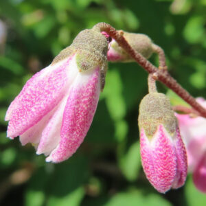 開花前のつぼみと半開きのサラサウツギのつぼみ写真