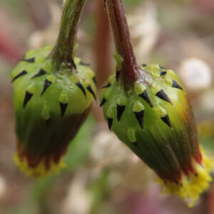 ノボロギクの未開花の花が2つ垂れ下がっている様子を撮影。黒い模様の総苞片が目立つ。