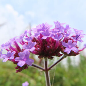 下から見上げたY字の花茎と花房のヤナギハナガサ（日本）