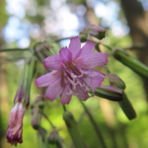 複数の蕾と共に咲くムラサキニガナの花を正面から捉えた写真
