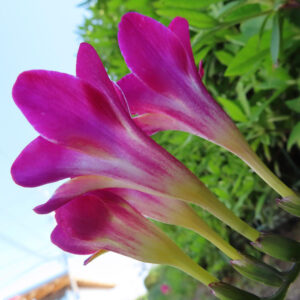 ピンク色のフリージアの花を横から見た鮮やかなアングル写真
