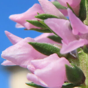 ピンク色の花が密集して咲くベロニカの花穂をアップで撮影した写真