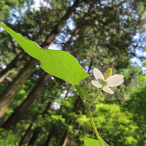 林床で咲くドクダミの花と大きな葉の横構図写真