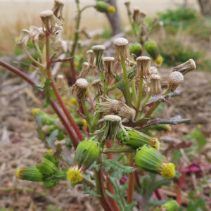 ノボロギクの開花から枯れた状態までが一株に集約された様子を描いた全体写真。