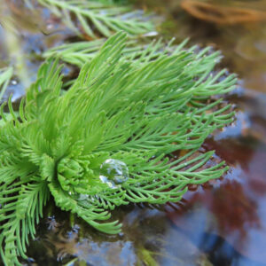 水辺に広がる緑鮮やかなオオフサモの群生と反射する光の風景