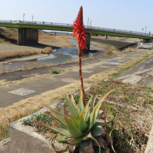 河川敷で咲くアロエの花と全体像を写した環境写真