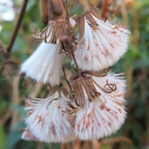 綿毛状に変化したベニバナボロギクの花後の姿を接写した写真