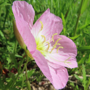 斜めから見たヒルザキツキミソウの花びらと雄しべの無料写真