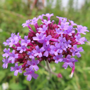 開花が進むヤナギハナガサの花房を明るい背景で捉えた接写（日本）