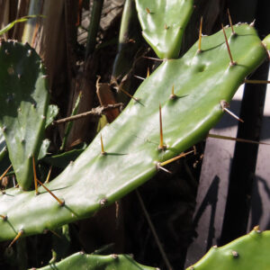 鋭い棘がまばらに並ぶオプンチアの茎を斜めから捉えた写真、背景には乾いた植物が写る