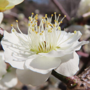 開花したばかりの白いシダレウメ、背景の枝と調和するナチュラルな構図