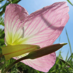 ヒルザキツキミソウの花びらを透かす光と青空の無料写真