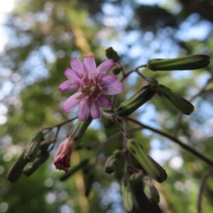 森林内で伸びるムラサキニガナの花茎と蕾の群れを撮影した写真