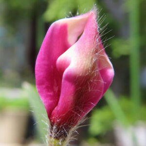 開花前のアッツザクラのつぼみを接写で撮影