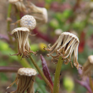 ノボロギクの複数の枯れた花が並ぶ様子を写した写真。風化した花弁が垂れている。