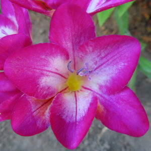 中心が黄色く発色したピンクのフリージアの花をマクロ撮影した写真