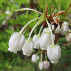 緑の背景に垂れ下がるドウダンツツジの白い花房の接写