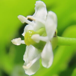 ソヨゴの花を横から撮影した接写写真
