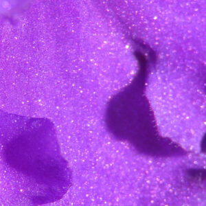 紫のアフリカスミレの花びら表面に影が映る幻想的なクローズアップ写真