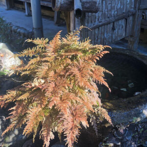 岩場に生えたイワヒバの紅葉した葉をアップで撮影、繊細な葉先が光を受けて輝く植物写真