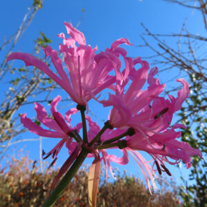 青空を背景に咲き誇るネリネボウデニーの花を下から見上げて撮影した写真