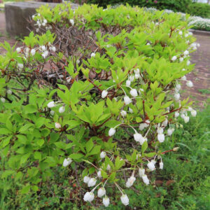 公園の植え込みで咲くドウダンツツジの低木全景・白い花が多数