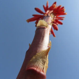 下から見上げる構図でアロエの花茎をとらえた躍動感ある写真