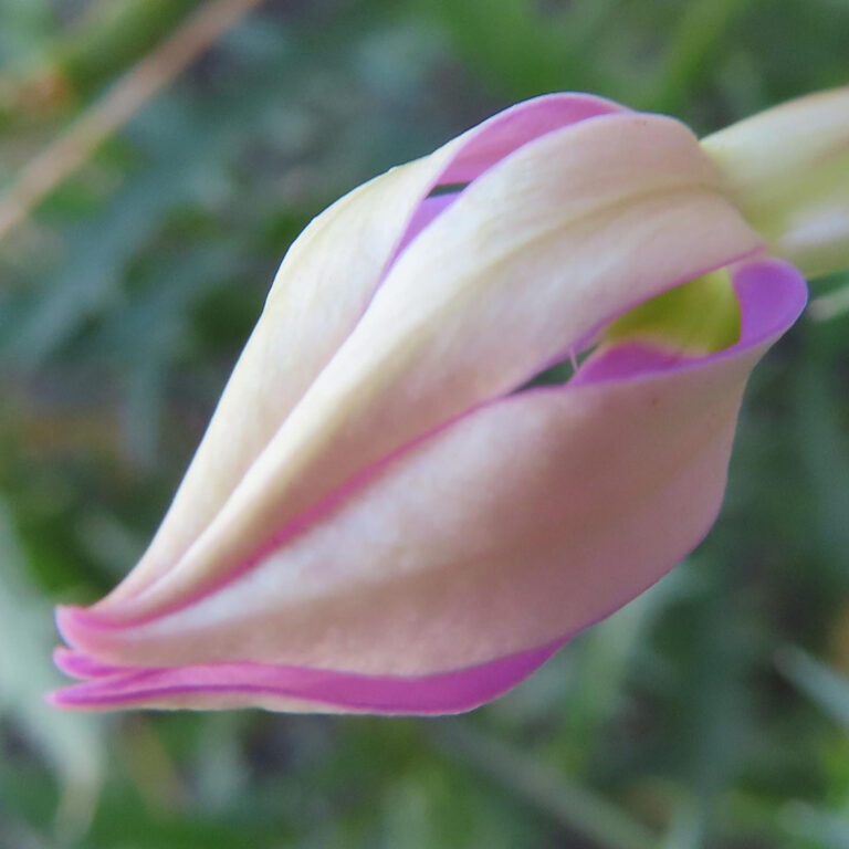 イソトマの花写真
