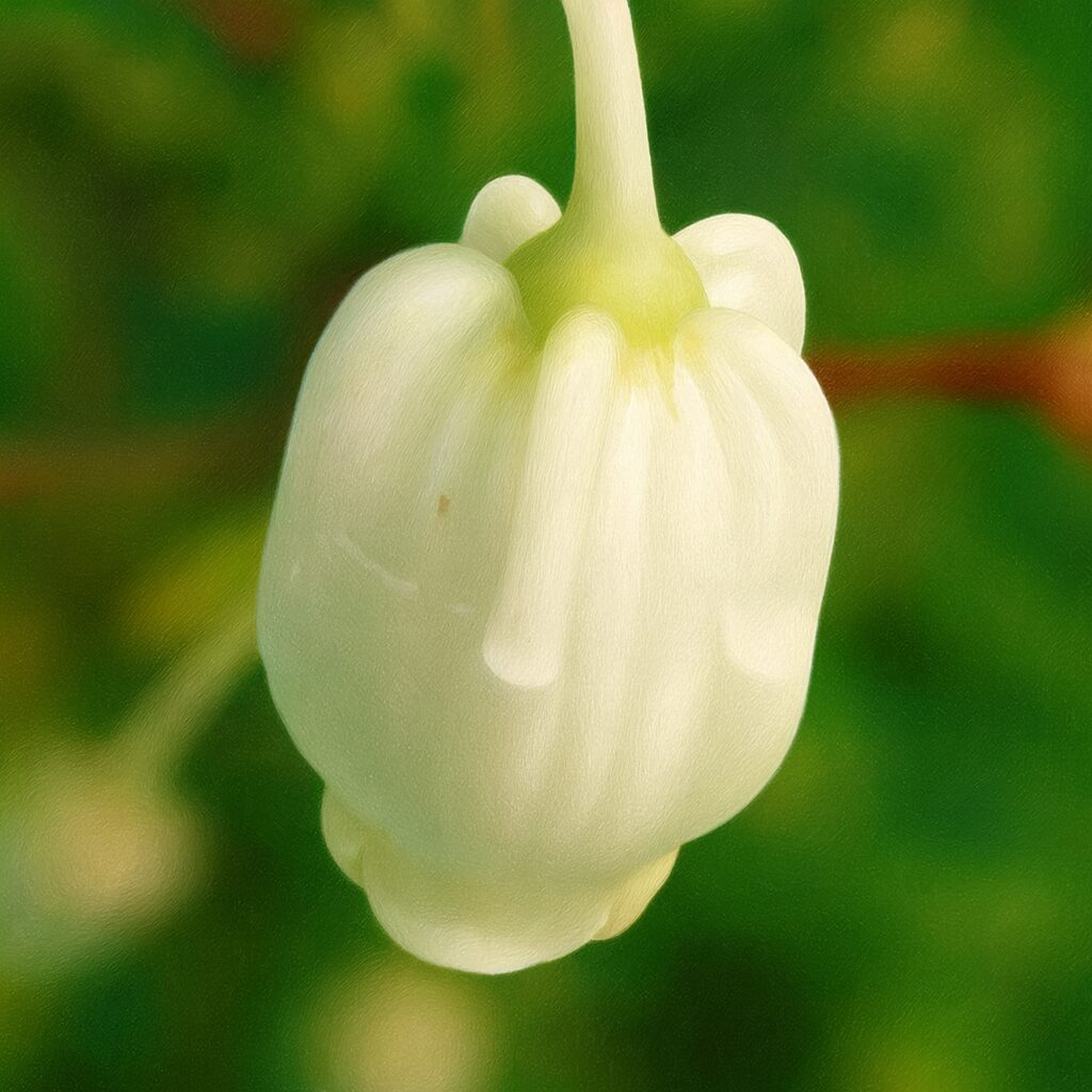 ドウダンツツジの花一輪マクロを再現した高精細ボタニカルアート