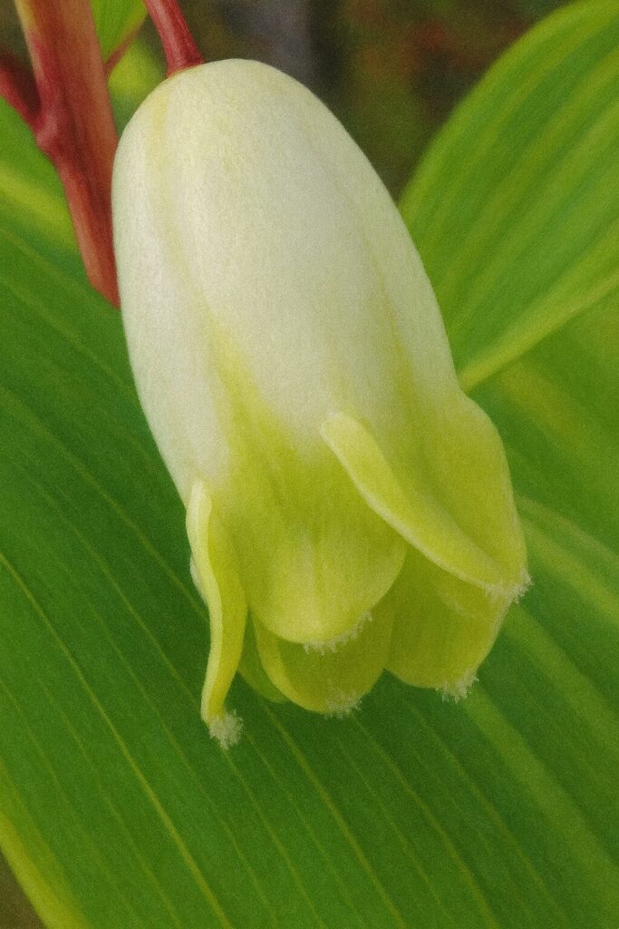 花の先端に焦点をあてたアマドコロの拡大イラスト