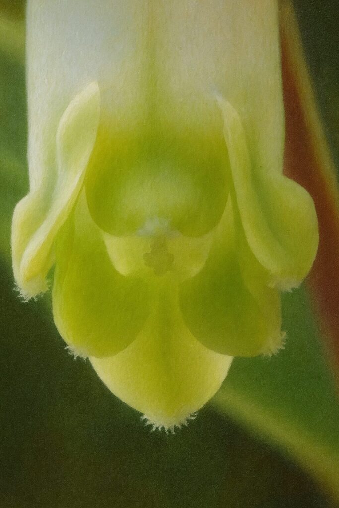 花の内部構造を描いたアマドコロの詳細な植物画