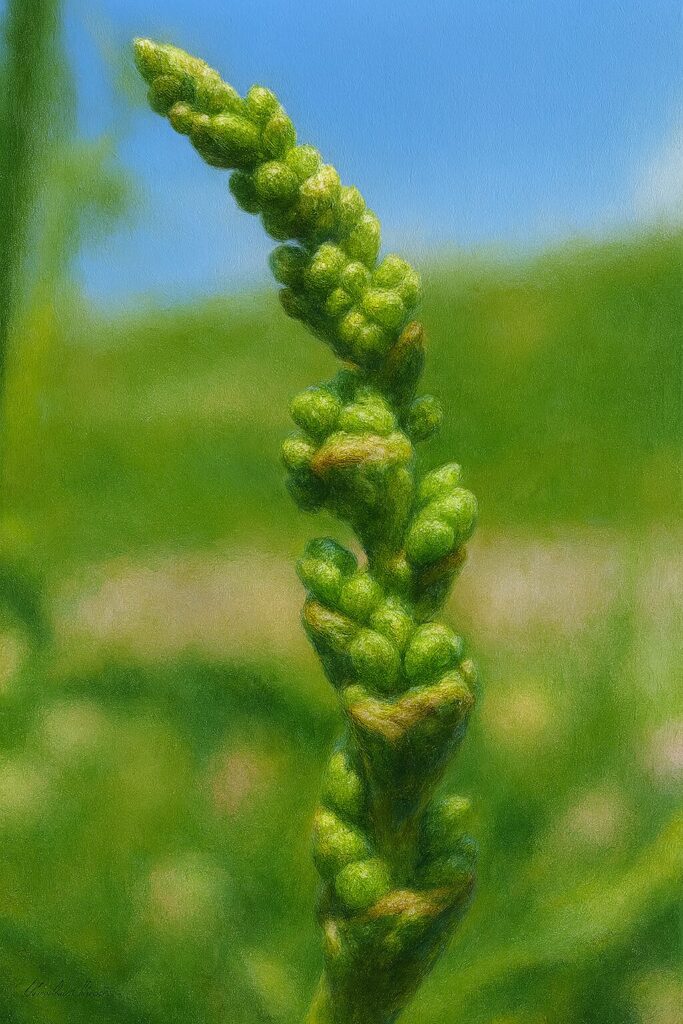 未開花の緑色のつぼみを付けたスイバの花序を描いた接写風イラスト