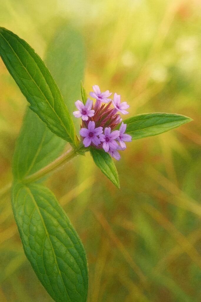 日本の秋に咲くヤナギハナガサを描いた植物イラスト。紫色の小花と細長い葉をリアルで繊細に描き、柔らかな自然光に包まれた構図。