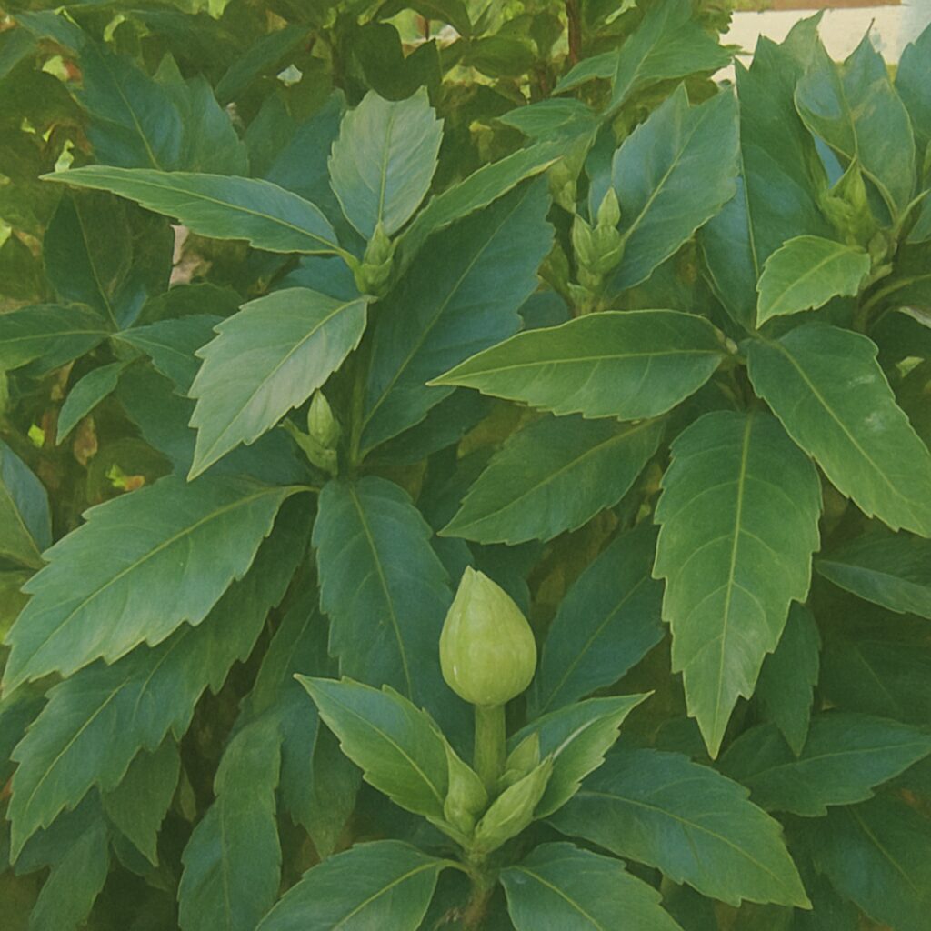 蕾を付けたアオキの群生を描いた全体構図の植物画