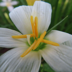真っ白なタマスダレの花びらと鮮やかな黄色い雄しべの接写写真