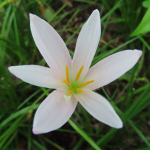 薄桃色のタマスダレの花が真上から撮影された接写写真