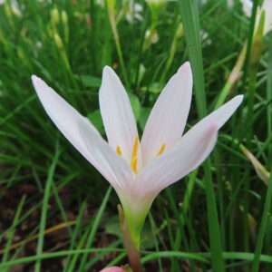 開きかけのタマスダレの花を斜めから撮影した立体感のある写真