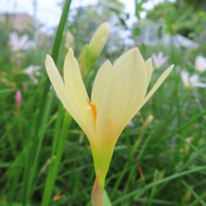 黄色のタマスダレの花が横向きに咲く自然な風景の写真