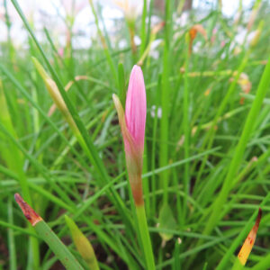 ピンク色のタマスダレのつぼみが草むらに立つ接写写真