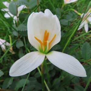 白い花弁が開きかけたタマスダレの花の写真