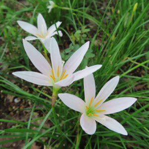 複数の淡いピンク色のタマスダレが群生して咲く写真