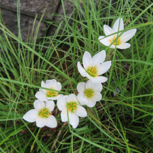 緑の草の中に咲く純白のタマスダレの花々の俯瞰写真